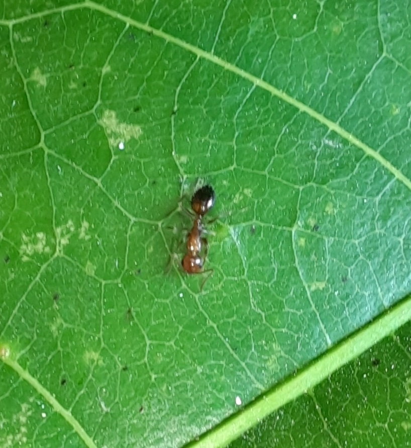Camponotus nirvanae
