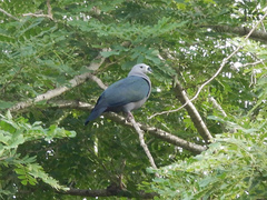 Ducula pacifica