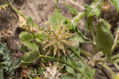 Trifolium spumosum