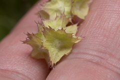 Valerianella obtusiloba