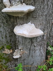 Fomes fomentarius