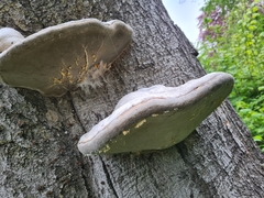 Fomes fomentarius