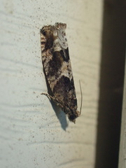 Pseudexentera maracana