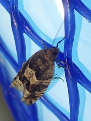Pseudexentera maracana