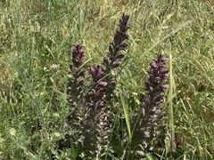 Acanthus syriacus