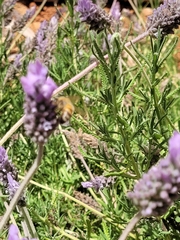 Apis mellifera