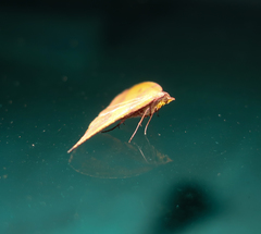 Heterolocha