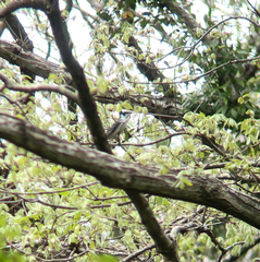 Pericrocotus divaricatus