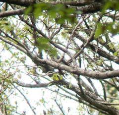 Pericrocotus divaricatus