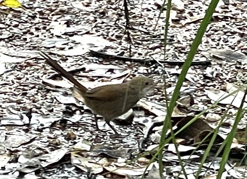 Eastern Bristlebird (Dasyornis brachypterus), photo 8