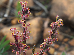 Struthiola myrsinites
