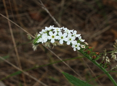 Heliotropium steudneri