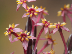 Struthiola myrsinites