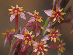 Struthiola myrsinites