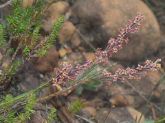 Struthiola myrsinites