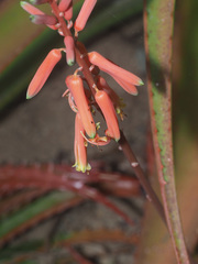 Aloe dorotheae