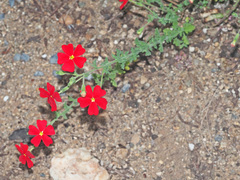 Jamesbrittenia bergae