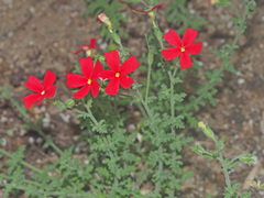 Jamesbrittenia bergae