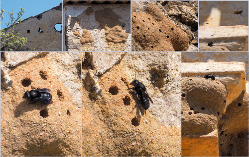 Black Mud Bee