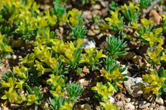 Thymelaea granatensis