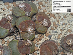 Lithops marmorata