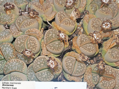 Lithops marmorata