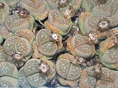 Lithops marmorata