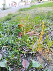 Plantago asiatica