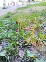 Plantago asiatica