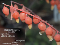 Gasteria glomerata