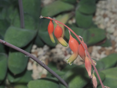 Gasteria glomerata
