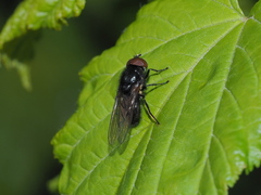 Cheilosia albitarsis