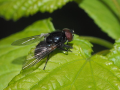 Cheilosia albitarsis