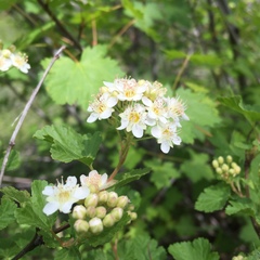 Physocarpus monogynus