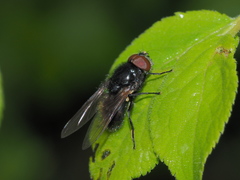Cheilosia albitarsis