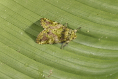 Disphragis tricolor