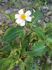 Bidens alba
