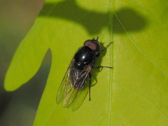 Cheilosia albitarsis