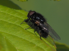 Cheilosia albitarsis