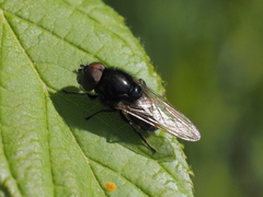Cheilosia albitarsis