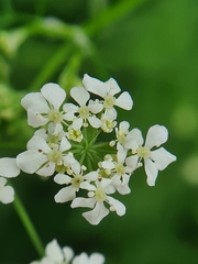 Anthriscus sylvestris
