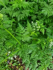 Anthriscus sylvestris