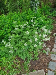 Anthriscus sylvestris