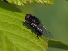 Cheilosia albitarsis