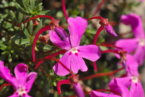 Viola cazorlensis