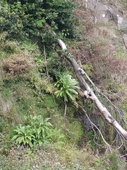 Sonchus fruticosus image