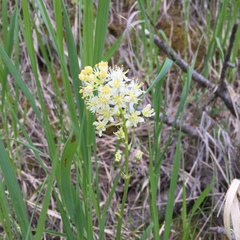 Toxicoscordion venenosum