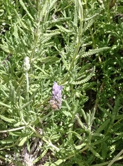 Apis mellifera