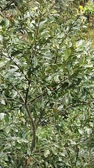 Laurus novocanariensis