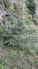 Laurus novocanariensis